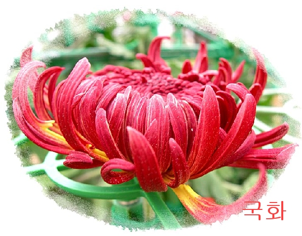 �ɵ��� �ɻ��� �ɹ��� ��Ÿ�� Rhcanstls Rhcrmfla