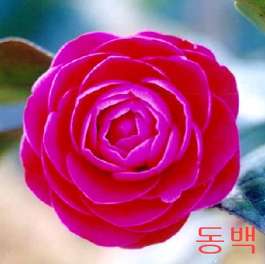 �ɵ��� �ɻ��� �ɹ��� ��Ÿ�� Rhcanstls Rhcrmfla