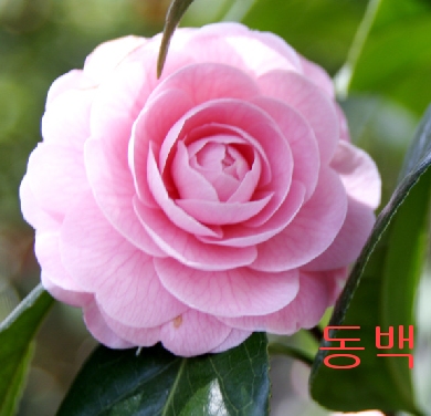 �ɵ��� �ɻ��� �ɹ��� ��Ÿ�� Rhcanstls Rhcrmfla
