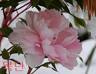 �ɵ��� �ɻ��� �ɹ��� ��Ÿ�� Rhcanstls Rhcrmfla