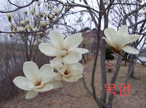 �ɵ��� �ɻ��� �ɹ��� ��Ÿ�� Rhcanstls Rhcrmfla
