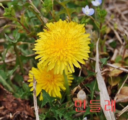 �ɵ��� �ɻ��� �ɹ��� ��Ÿ�� Rhcanstls Rhcrmfla