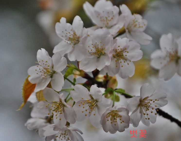 �ɵ��� �ɻ��� �ɹ��� ��Ÿ�� Rhcanstls Rhcrmfla