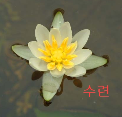 �ɵ��� �ɻ��� �ɹ��� ��Ÿ�� Rhcanstls Rhcrmfla