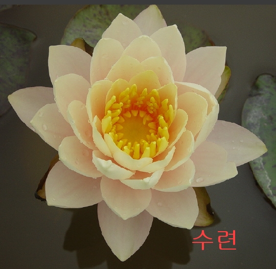 �ɵ��� �ɻ��� �ɹ��� ��Ÿ�� Rhcanstls Rhcrmfla