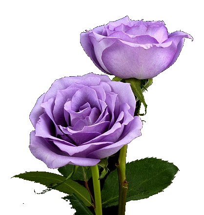 �ɵ��� �ɻ��� �ɹ��� ��Ÿ�� Rhcanstls Rhcrmfla