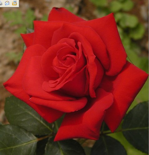 �ɵ��� �ɻ��� �ɹ��� ��Ÿ�� Rhcanstls Rhcrmfla