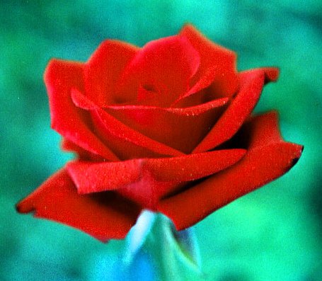 �ɵ��� �ɻ��� �ɹ��� ��Ÿ�� Rhcanstls Rhcrmfla