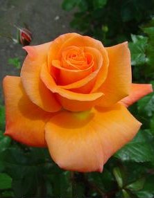 �ɵ��� �ɻ��� �ɹ��� ��Ÿ�� Rhcanstls Rhcrmfla