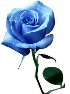 �ɵ��� �ɻ��� �ɹ��� ��Ÿ�� Rhcanstls Rhcrmfla