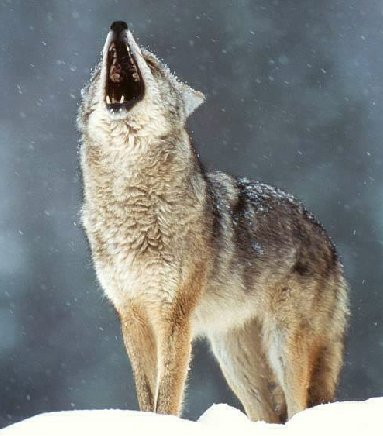 ���ڹ��� ���빮�� ǥ������ ����Ÿ�� ����Ÿ�� ǥ��Ÿ�� tkwkxkxn smreoxkxn vyqjaxkxn