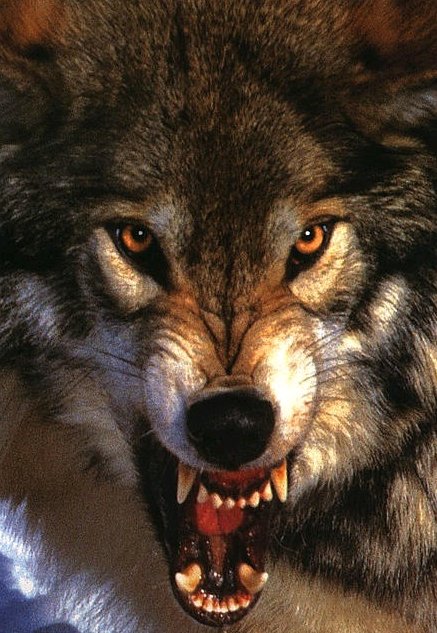 ���ڹ��� ���빮�� ǥ������ ����Ÿ�� ����Ÿ�� ǥ��Ÿ�� tkwkxkxn smreoxkxn vyqjaxkxn