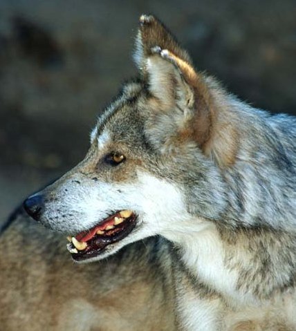 ���ڹ��� ���빮�� ǥ������ ����Ÿ�� ����Ÿ�� ǥ��Ÿ�� tkwkxkxn smreoxkxn vyqjaxkxn