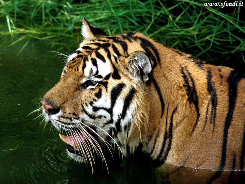 ���ȹ���