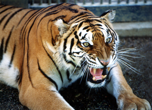 �뱸 ���� Ÿ��