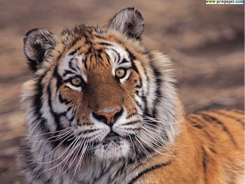 ���� ����