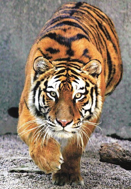 �̷� ��� ����