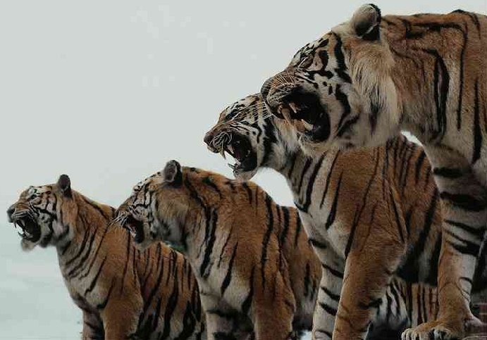 ���� Ÿ��