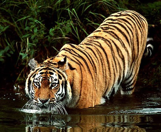 Ÿ�� ����