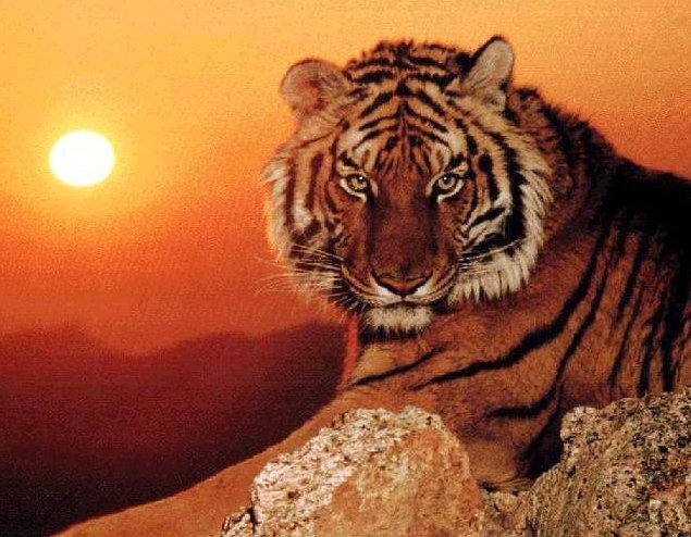 ���� Ŀ����